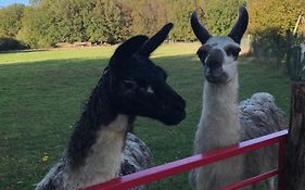 La Fermette Aux Lamas